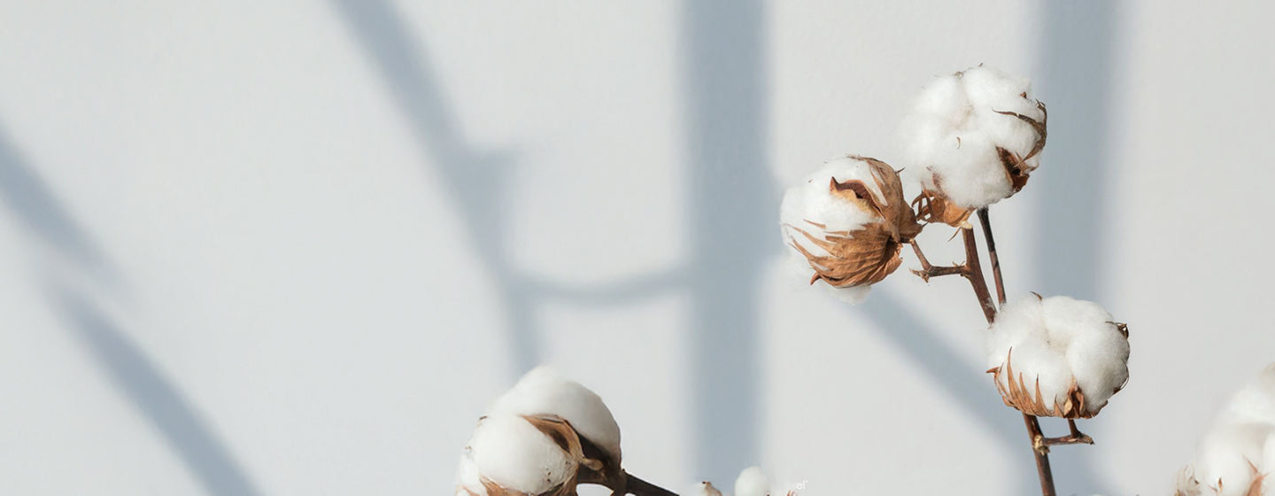 Branches de coton