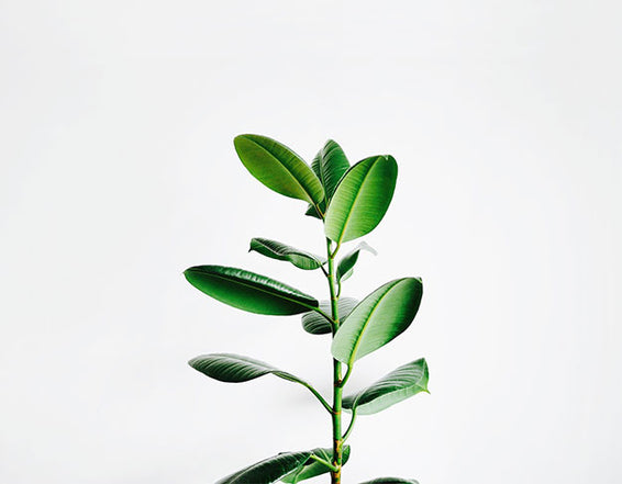 photographie d'une plante